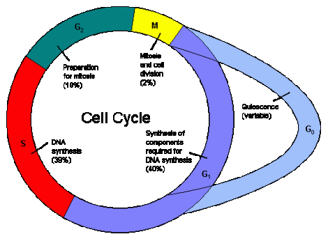 Cell Cycle: berberine increases the number of cells at G0/G1 phases